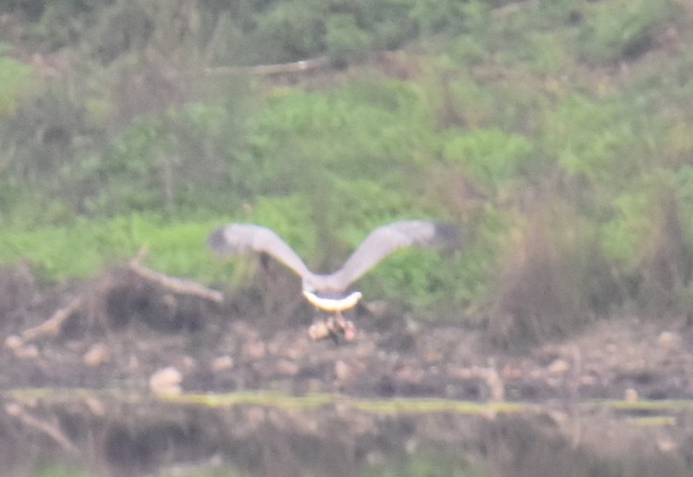 White-bellied Sea-Eagle - ML642118769