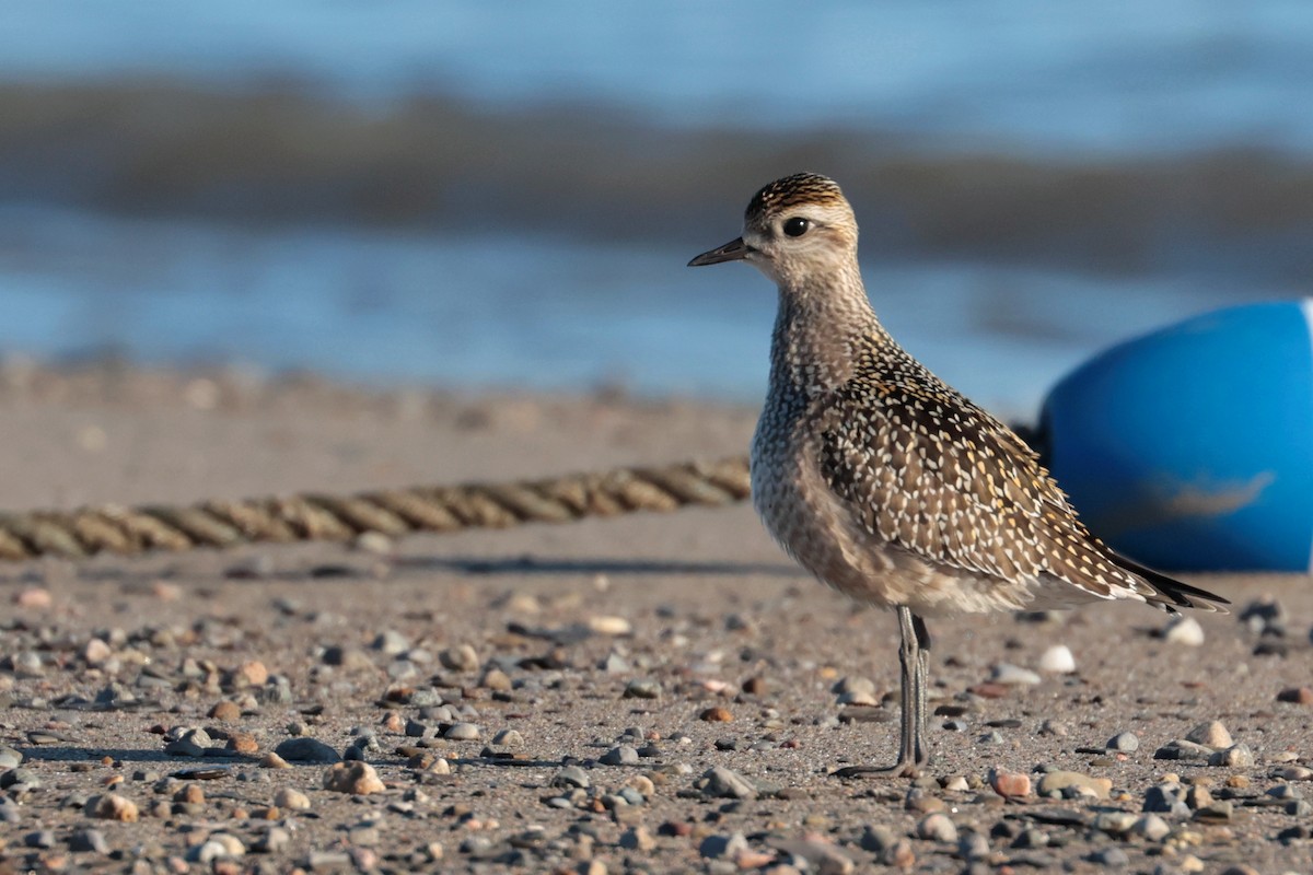 American Golden-Plover - ML642118773