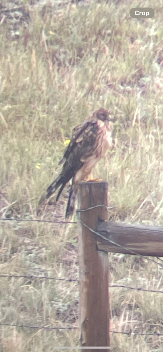 Northern Harrier - ML642118774