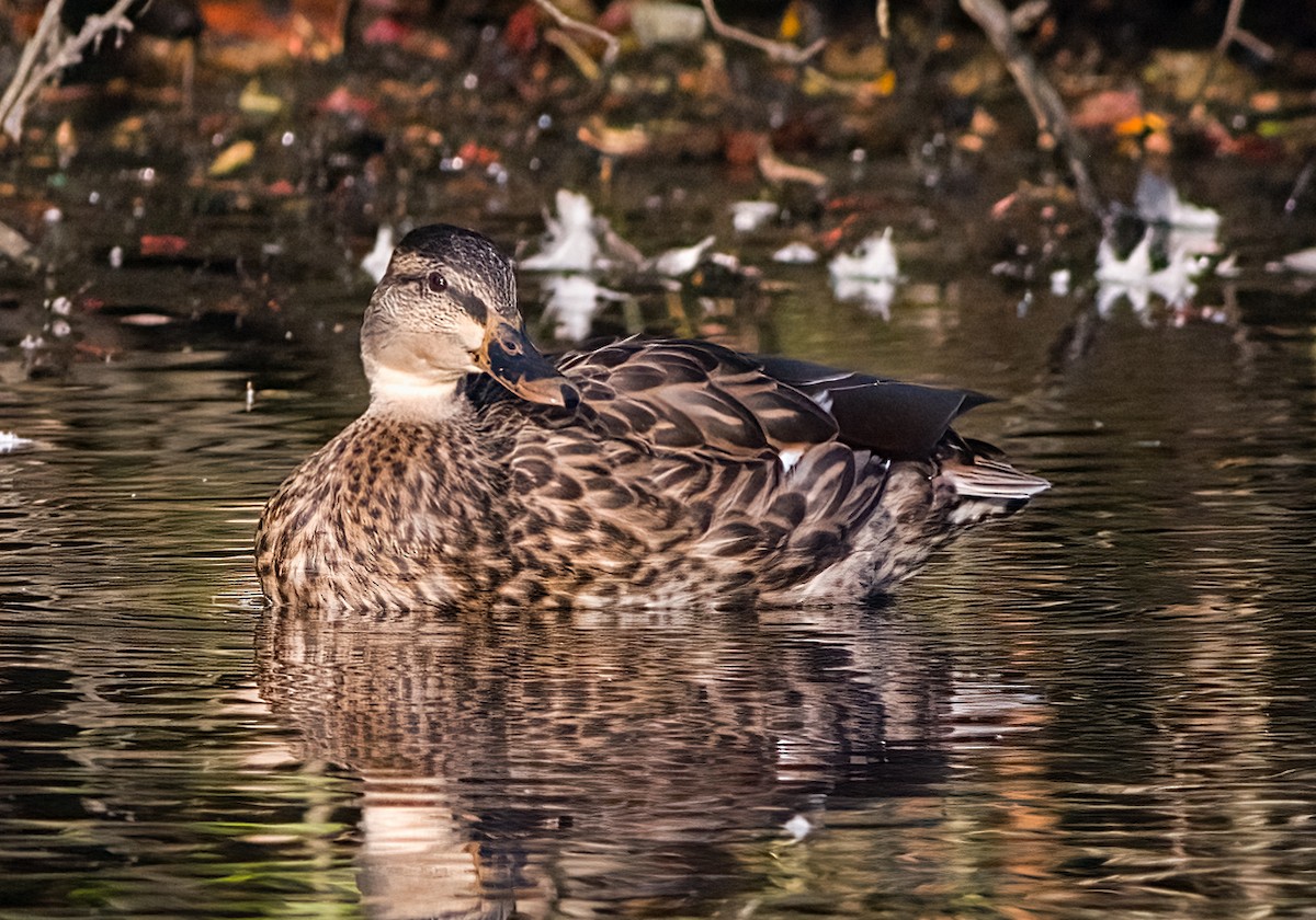 Mallard - ML642118775