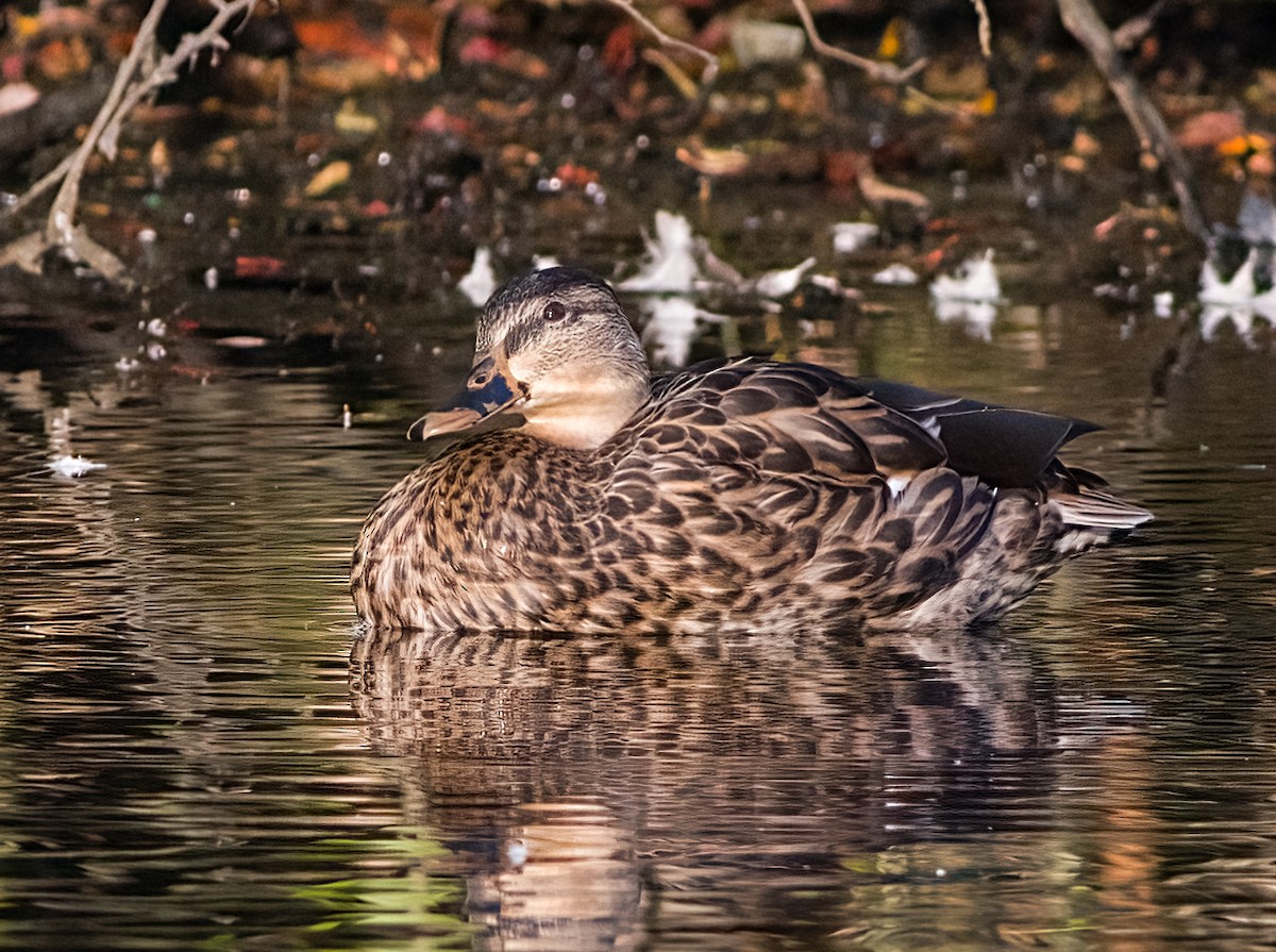 Mallard - ML642118777