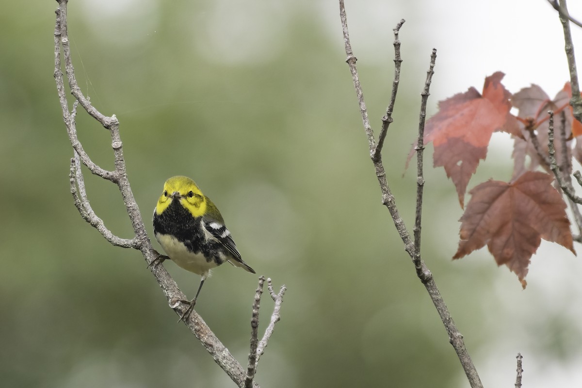Black-throated Green Warbler - ML642118778
