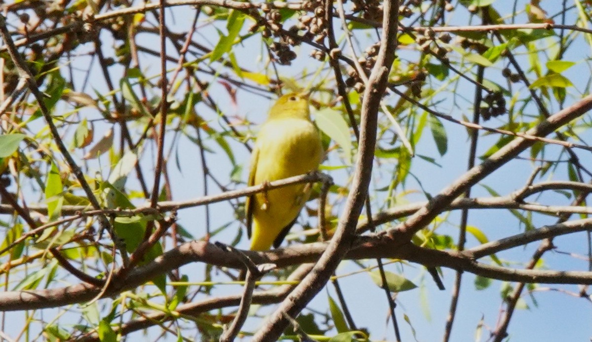 Western Tanager - ML642118780