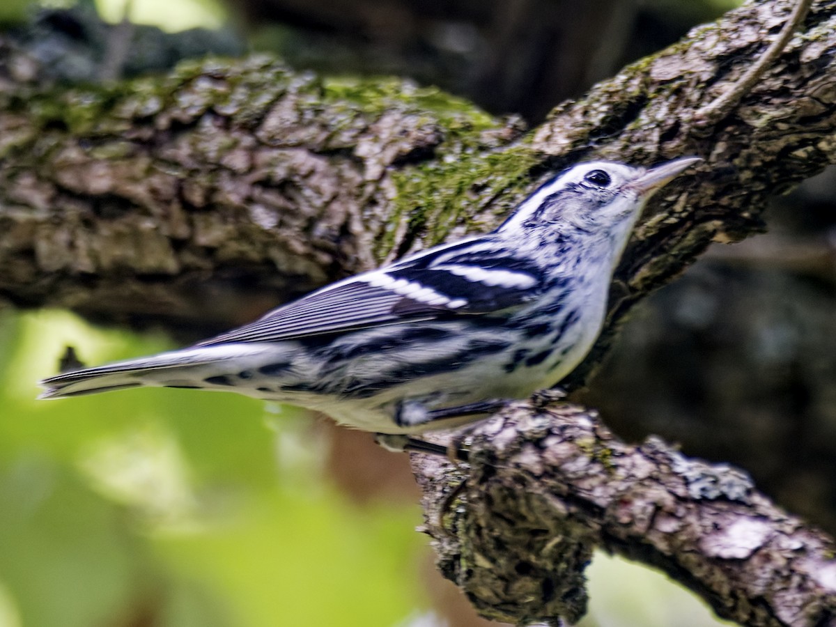 Black-and-white Warbler - ML642118781