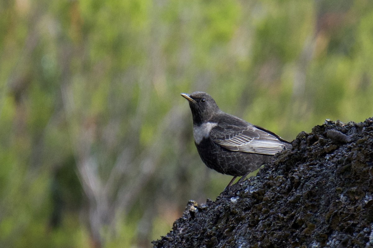 Ring Ouzel - ML642118782