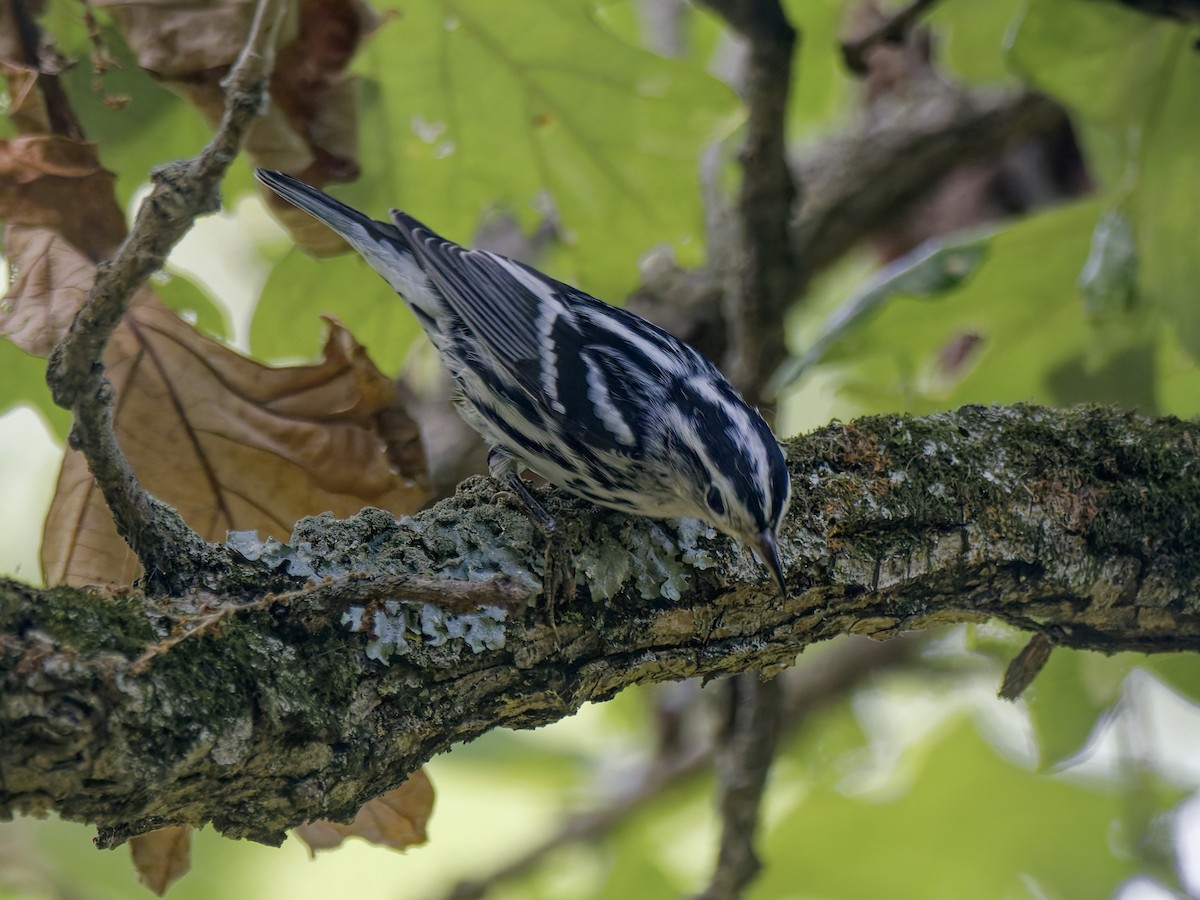 Black-and-white Warbler - ML642118783