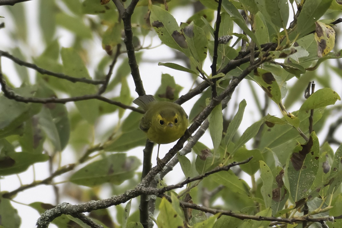 Wilson's Warbler - ML642118784