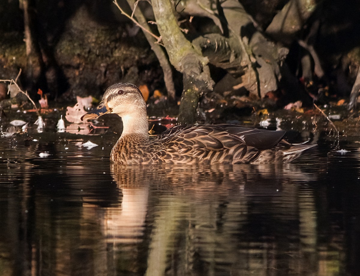 Mallard - ML642118785