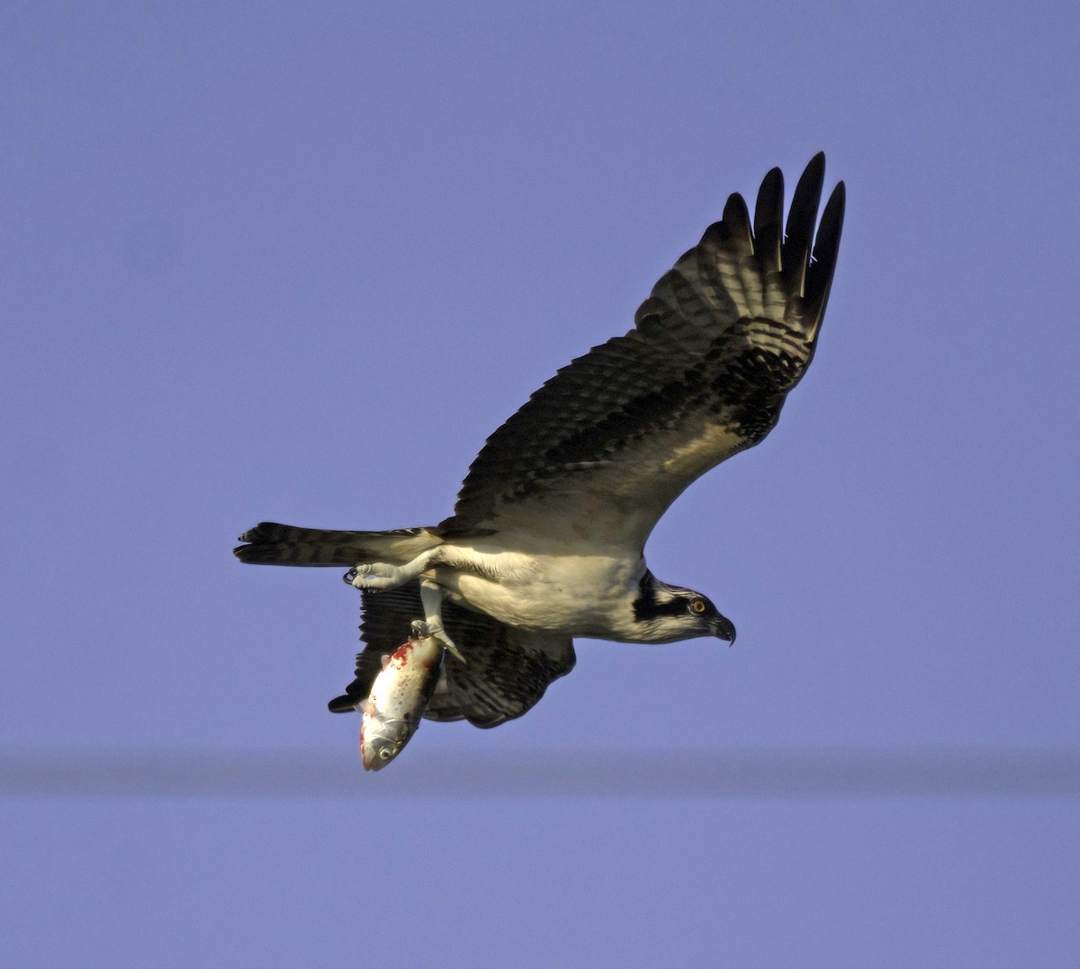 Osprey - ML642118786