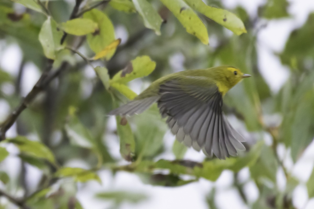 Wilson's Warbler - ML642118787