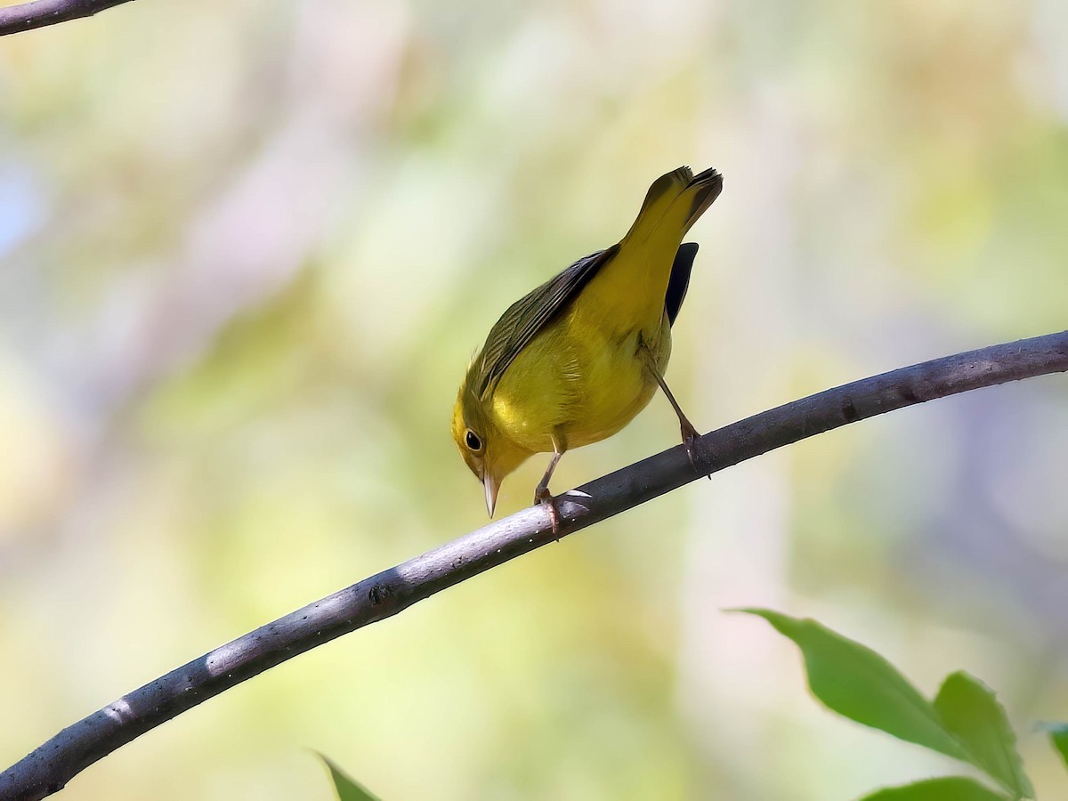 Wilson's Warbler - ML642118788