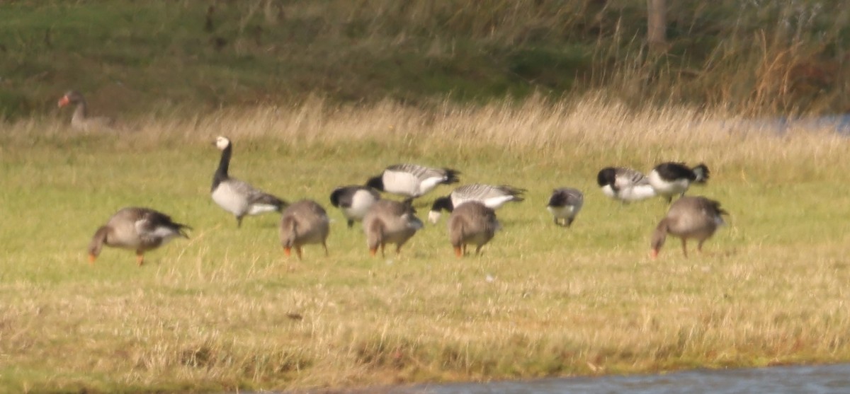 Barnacle Goose - ML642118789