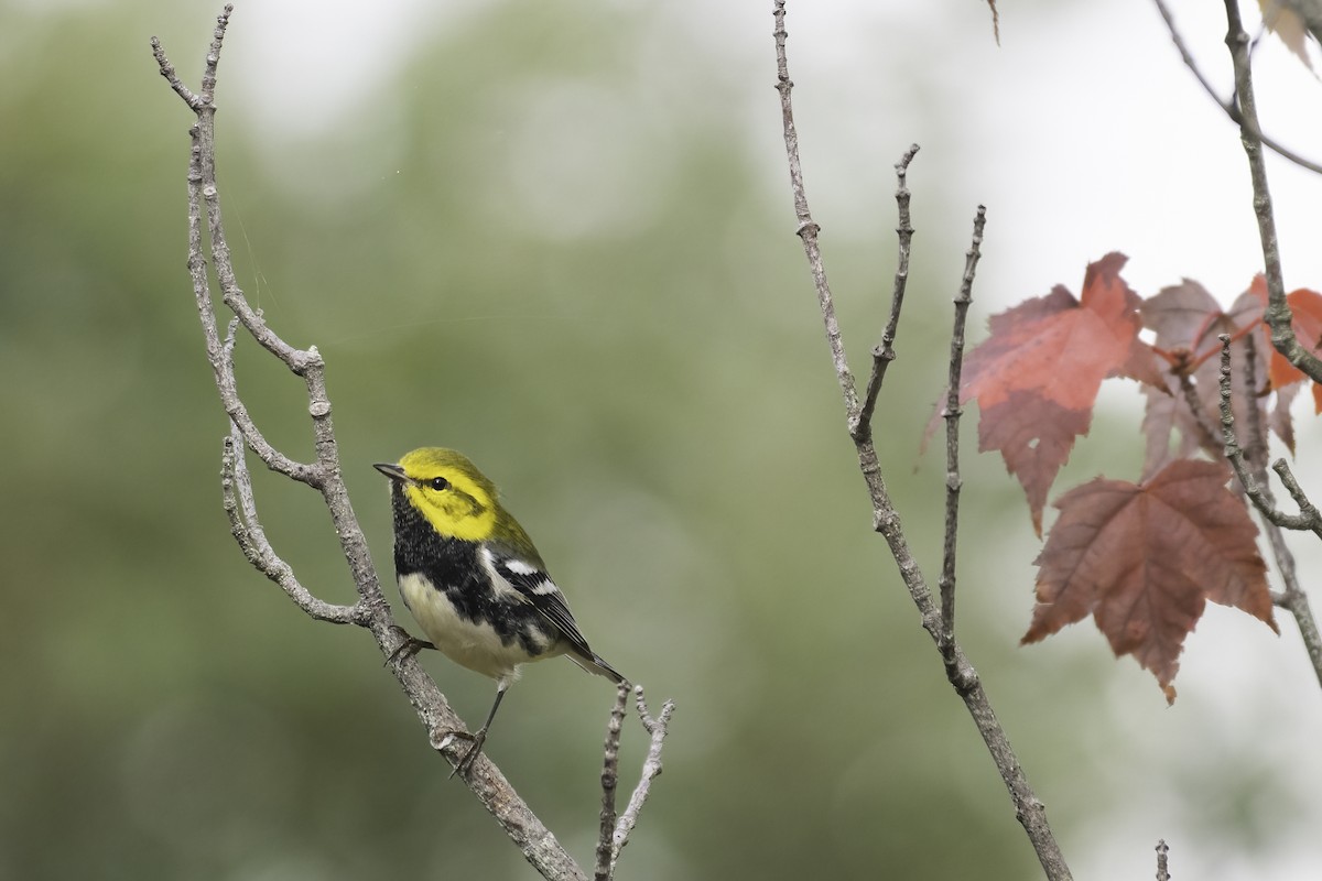 Black-throated Green Warbler - ML642118790