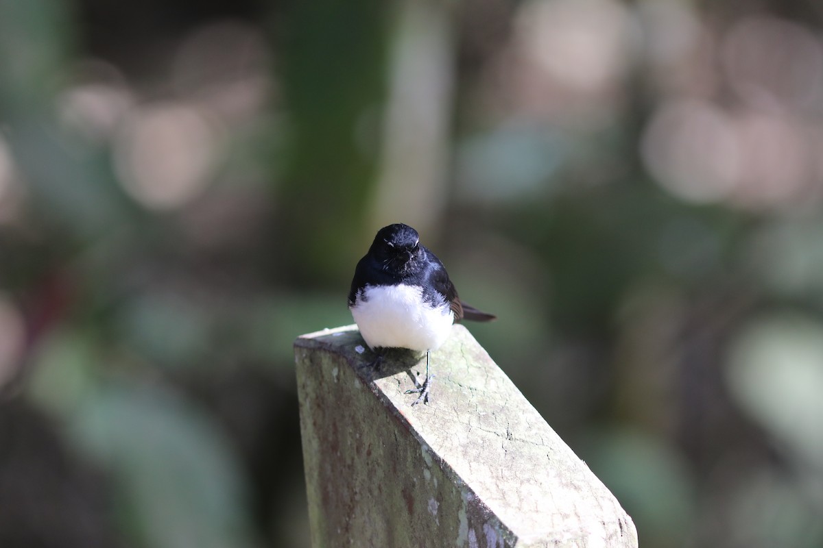 Willie-wagtail - ML642118791