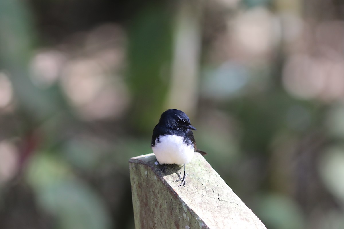 Willie-wagtail - ML642118792