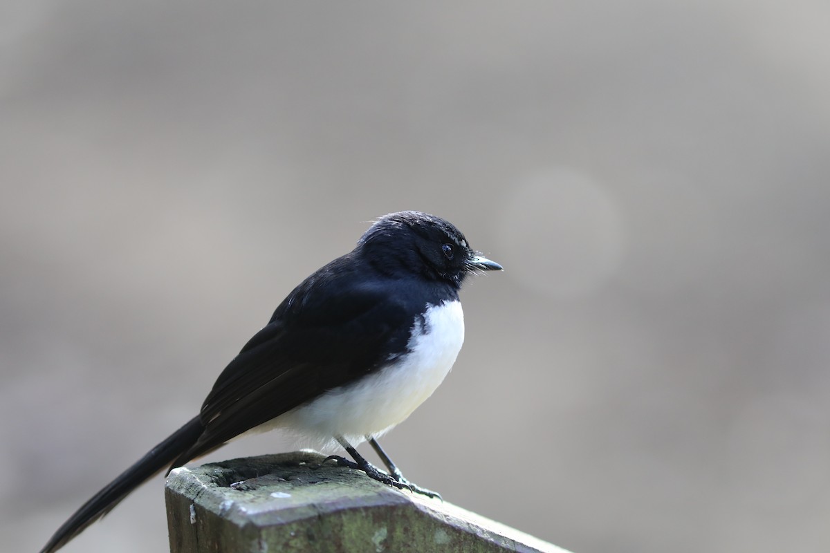 Willie-wagtail - ML642118793