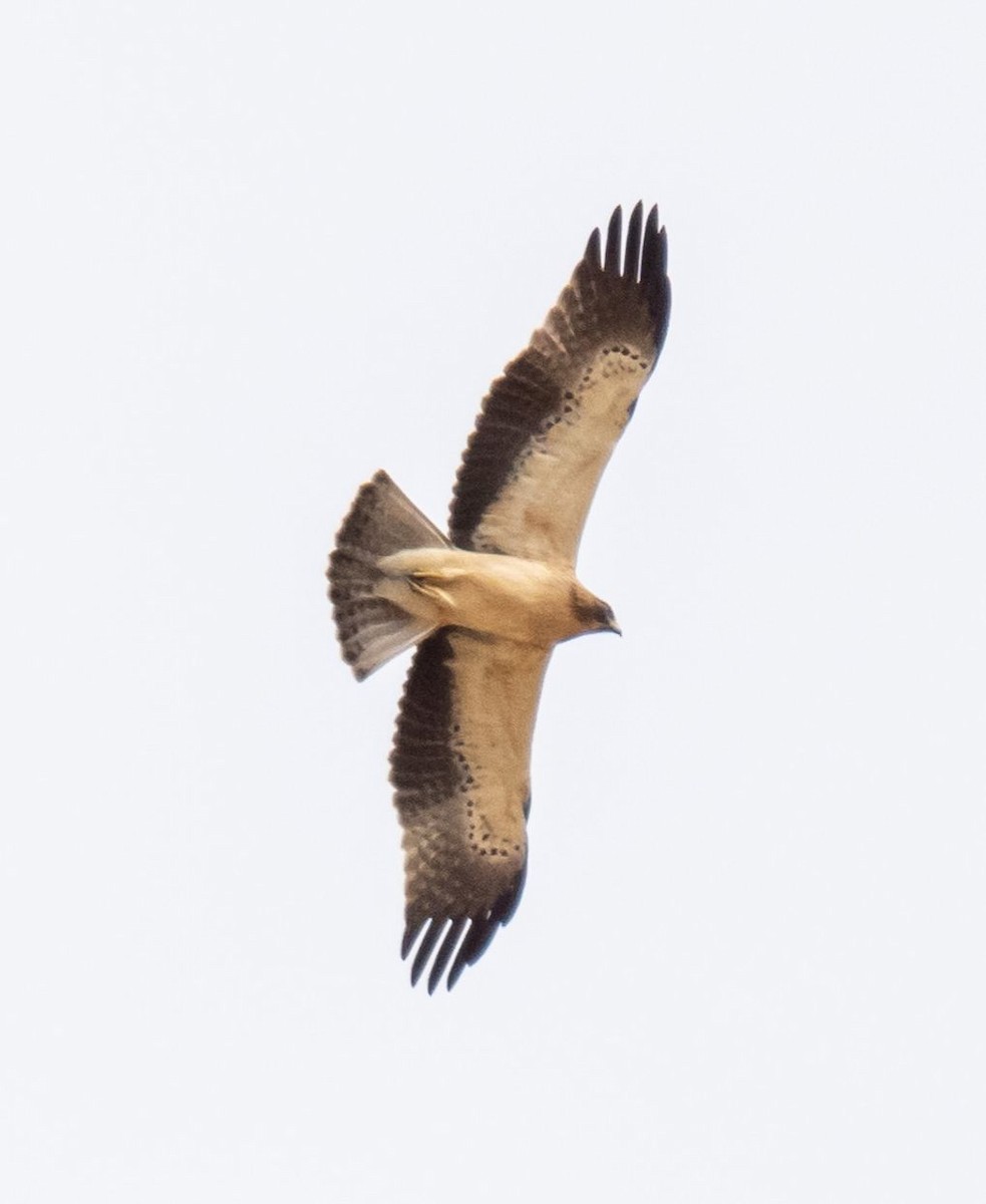 Booted Eagle - ML642118794