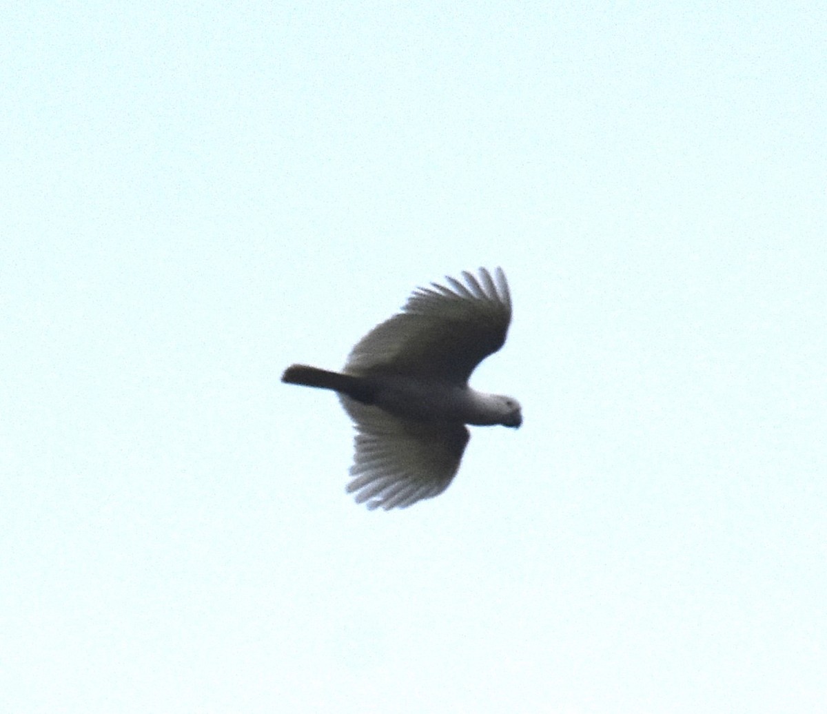 Sulphur-crested Cockatoo - ML642118796