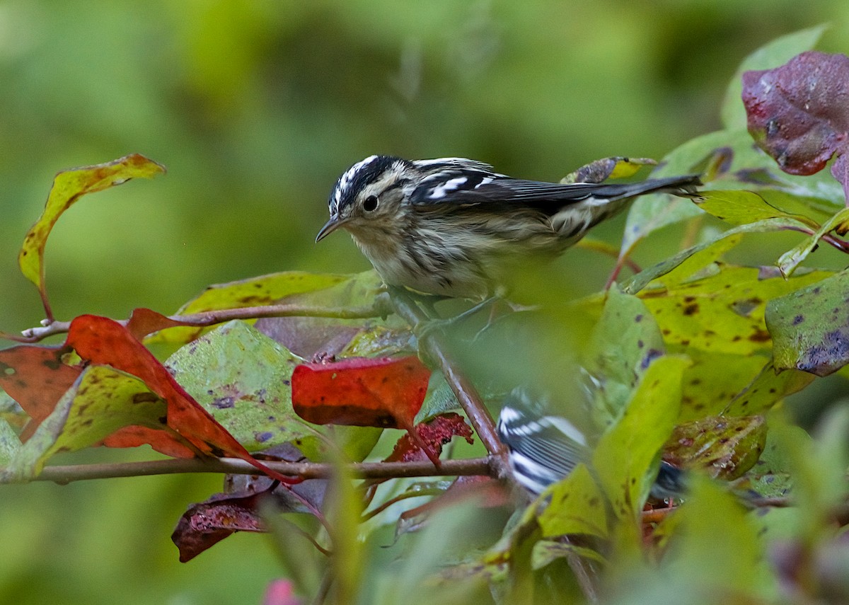 Black-and-white Warbler - ML642118797