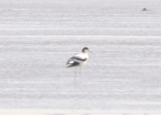 Pied Avocet - ML642118798