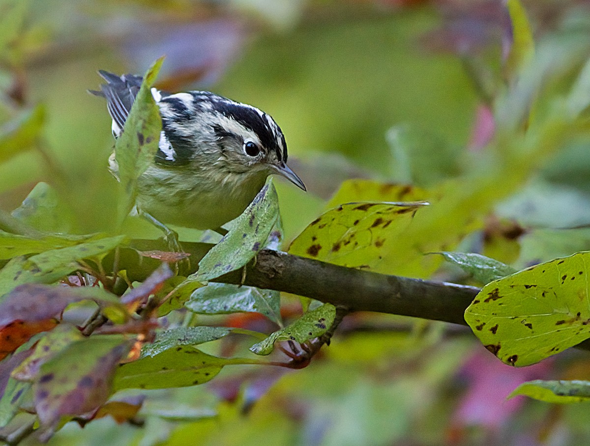 Black-and-white Warbler - ML642118799