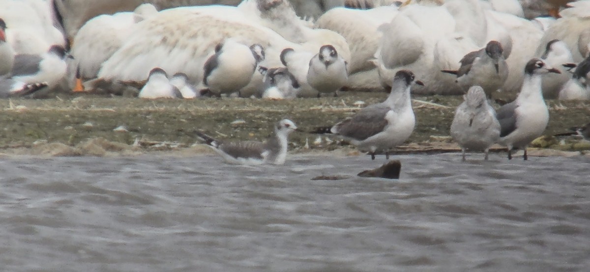 Mouette de Sabine - ML642118800