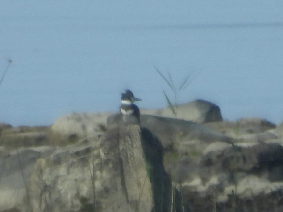 Belted Kingfisher - ML642118801