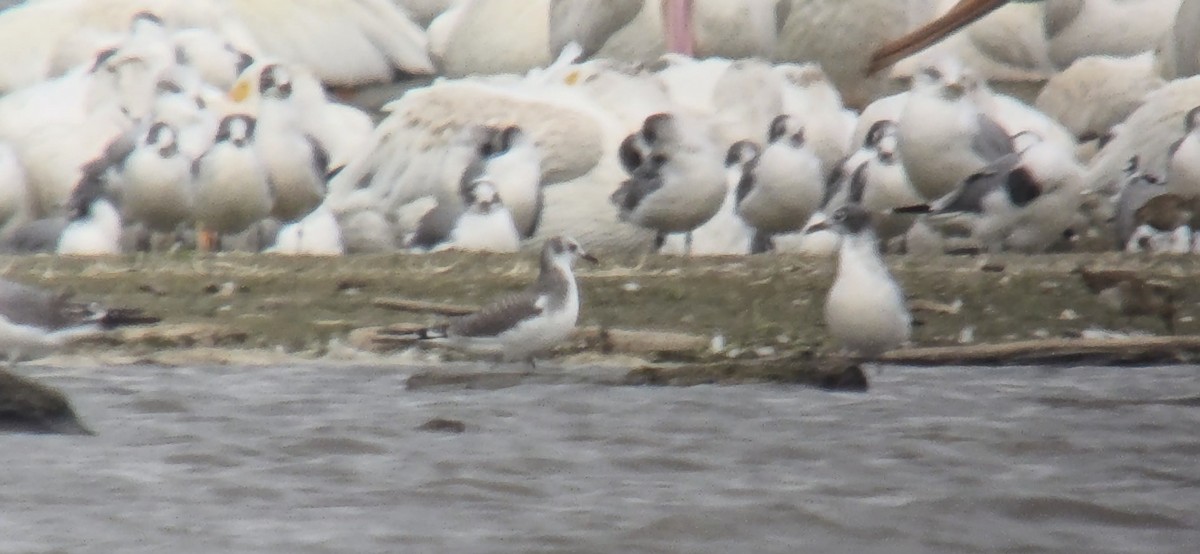 Mouette de Sabine - ML642118808