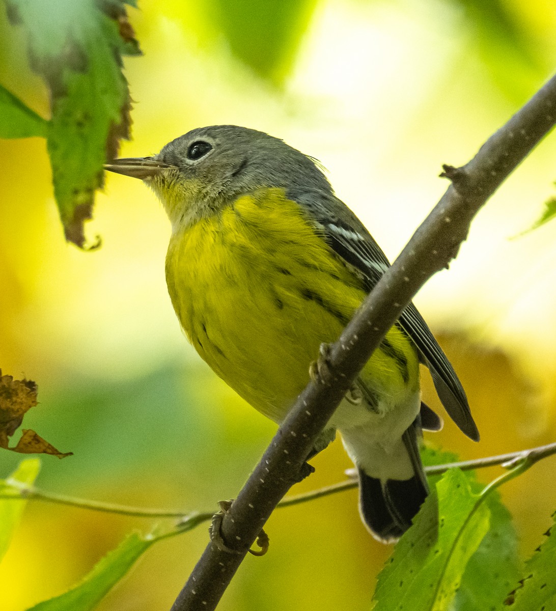 Magnolia Warbler - ML642118809