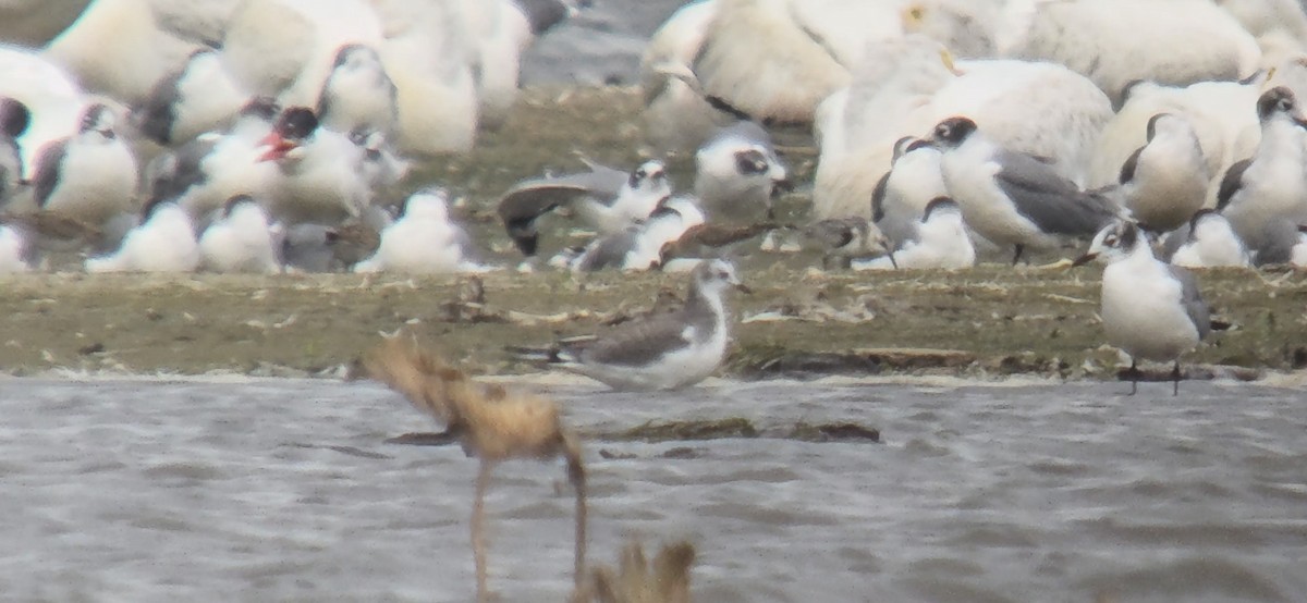 Mouette de Sabine - ML642118813