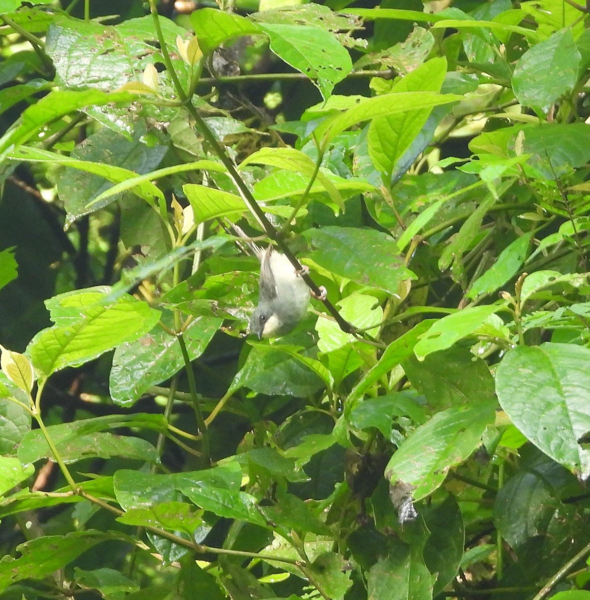 Buff-throated Apalis - ML642118816