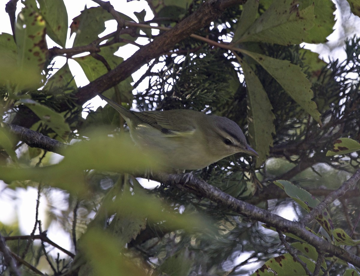 Red-eyed Vireo - ML642118833