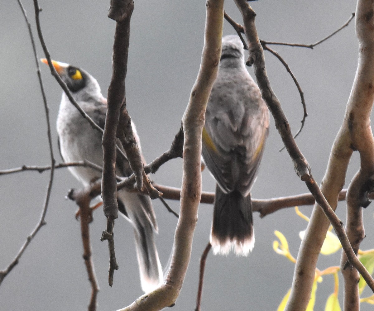 Noisy Miner - ML642118835