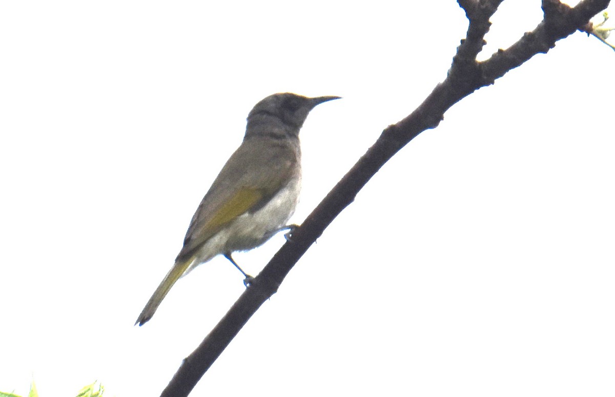 Brown Honeyeater - ML642118838