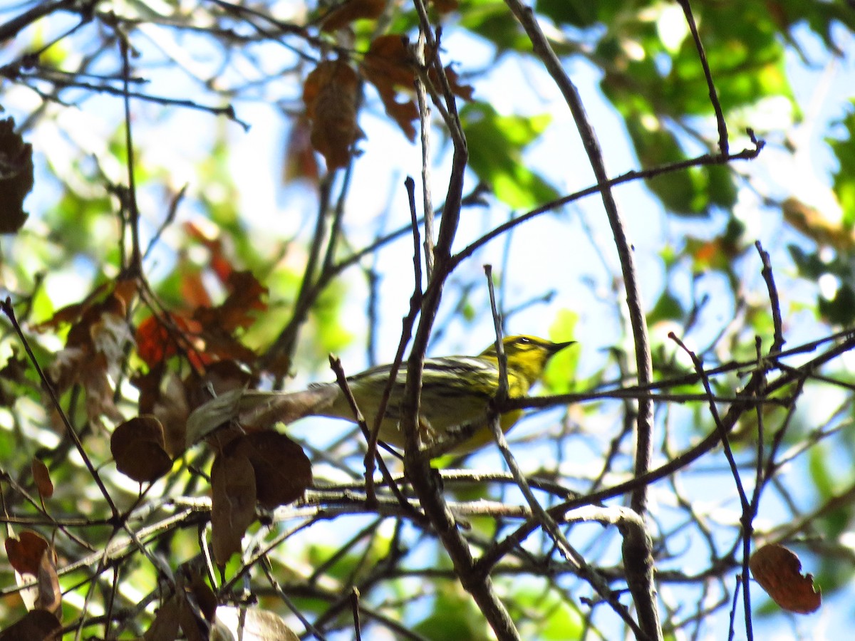 Townsend's Warbler - ML642118845