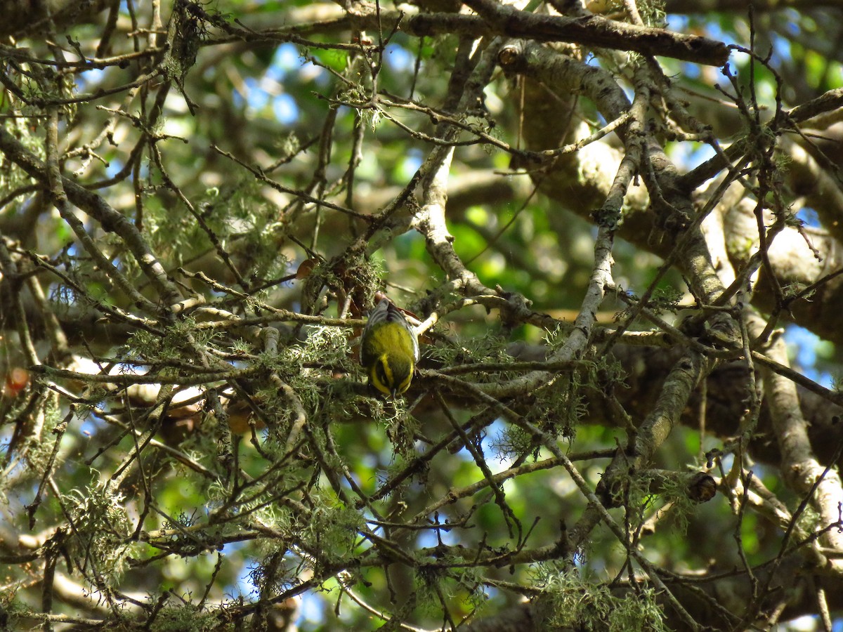 Townsend's Warbler - ML642118847