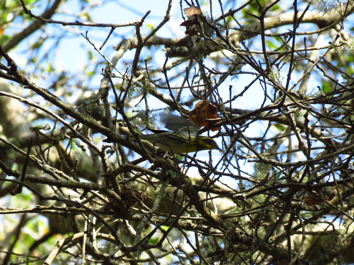 Townsend's Warbler - ML642118848
