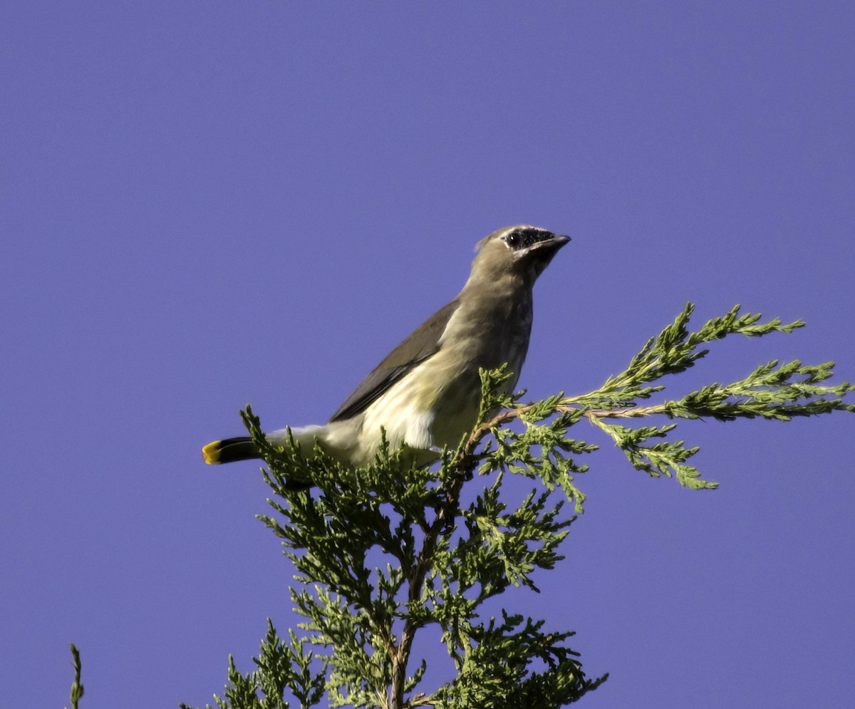 ציצנית אמריקנית - ML642118849