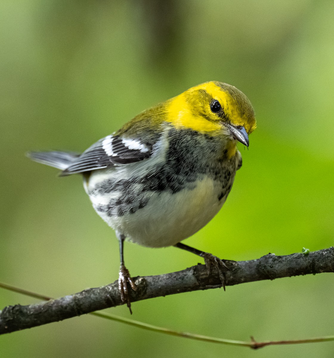 Black-throated Green Warbler - ML642118855