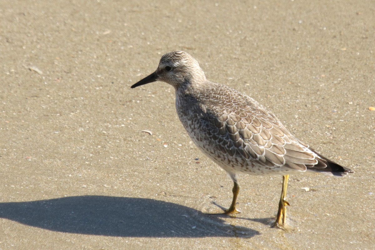 Red Knot - ML642118866