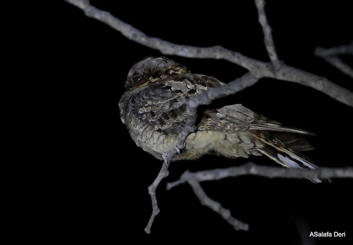 Fiery-necked Nightjar (Fiery-necked) - ML642118876