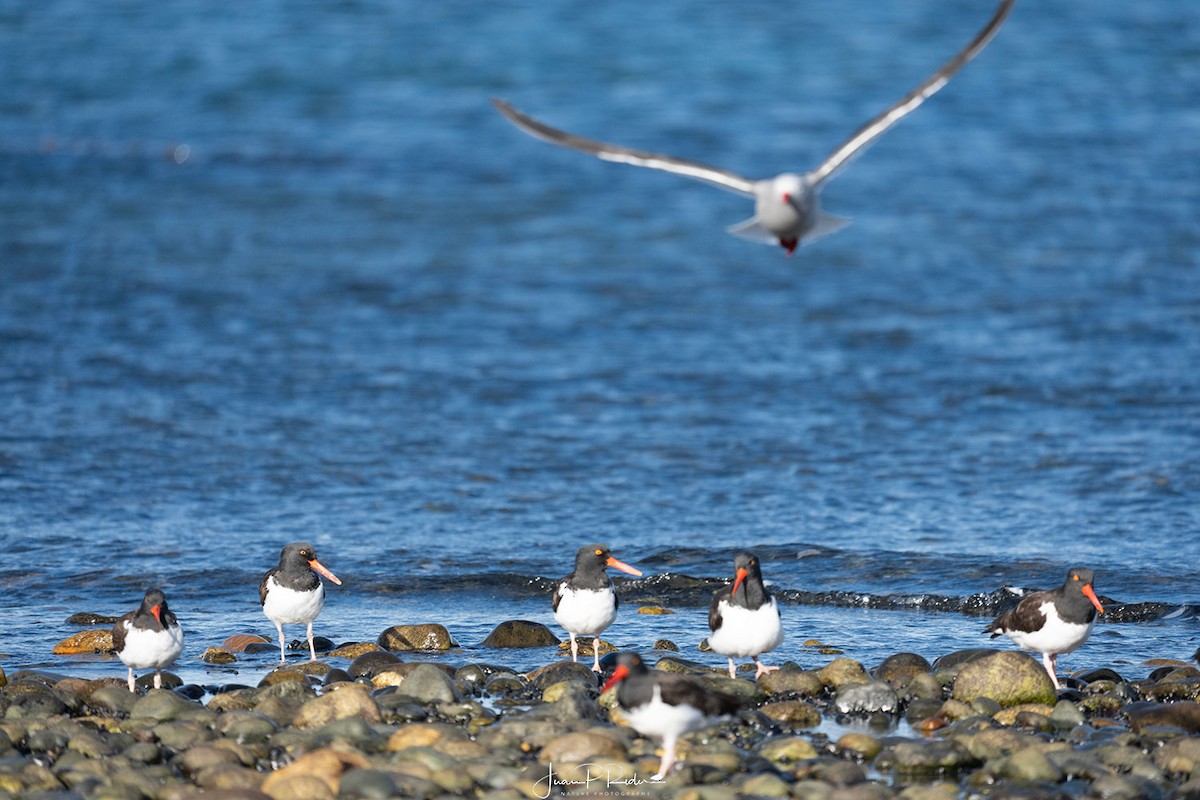 American Oystercatcher - ML642118877