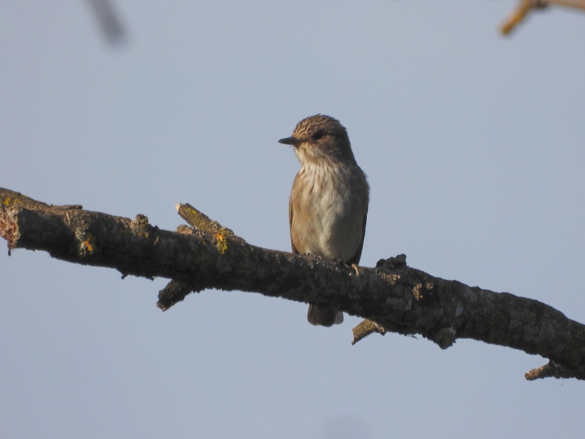Spotted Flycatcher - ML642118885