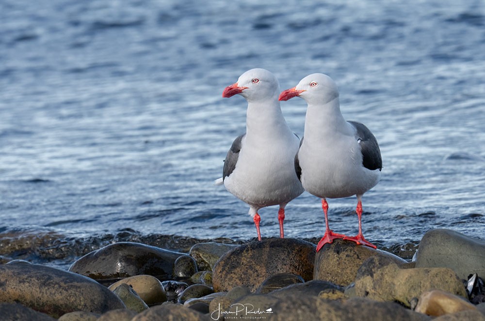 Dolphin Gull - ML642118895