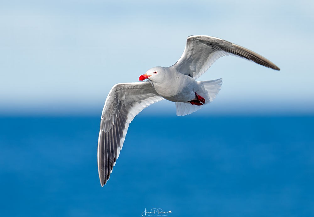 Dolphin Gull - ML642118896