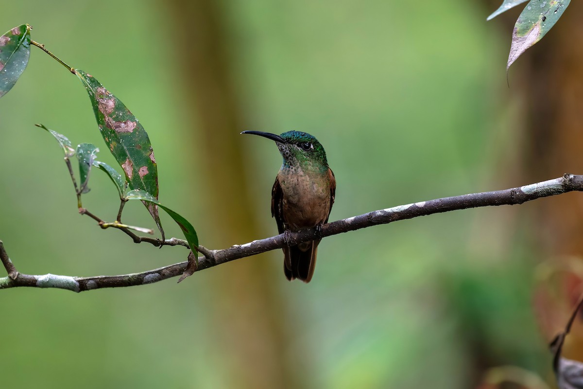 Fawn-breasted Brilliant - ML642118912