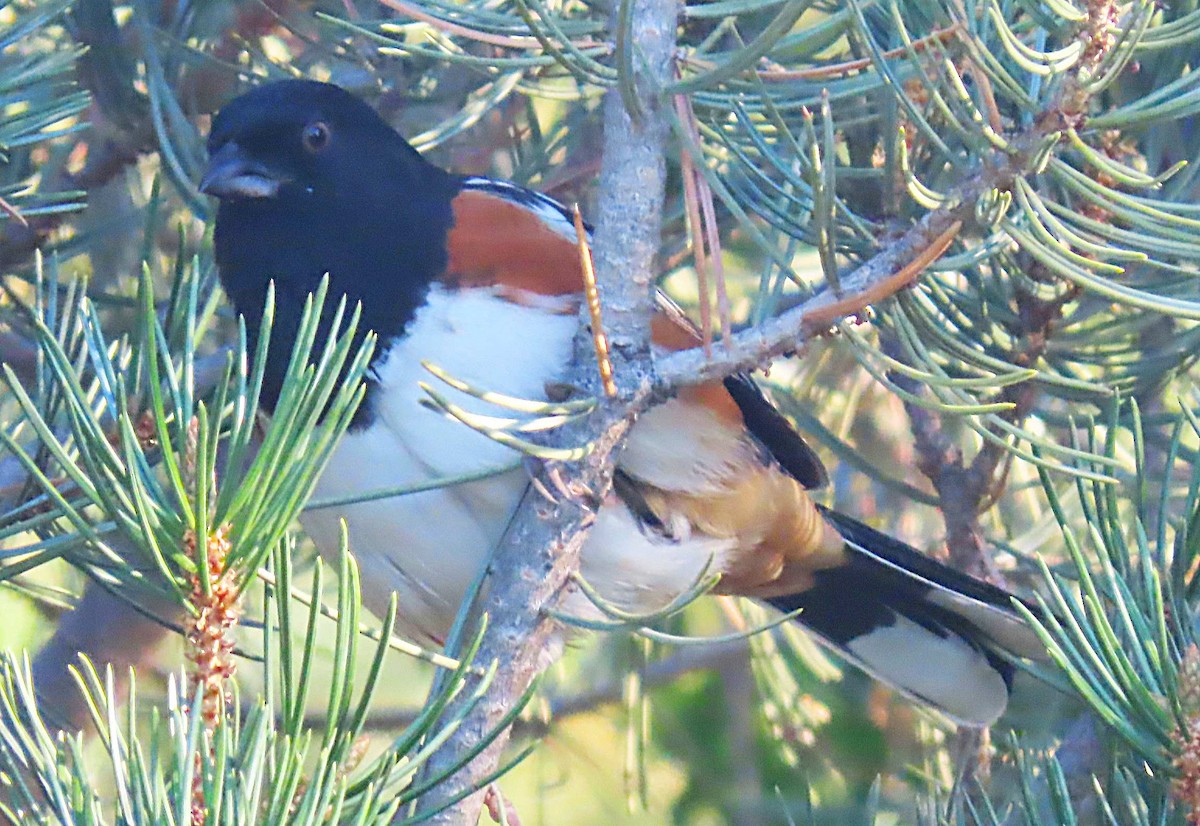 Spotted Towhee - ML642118920