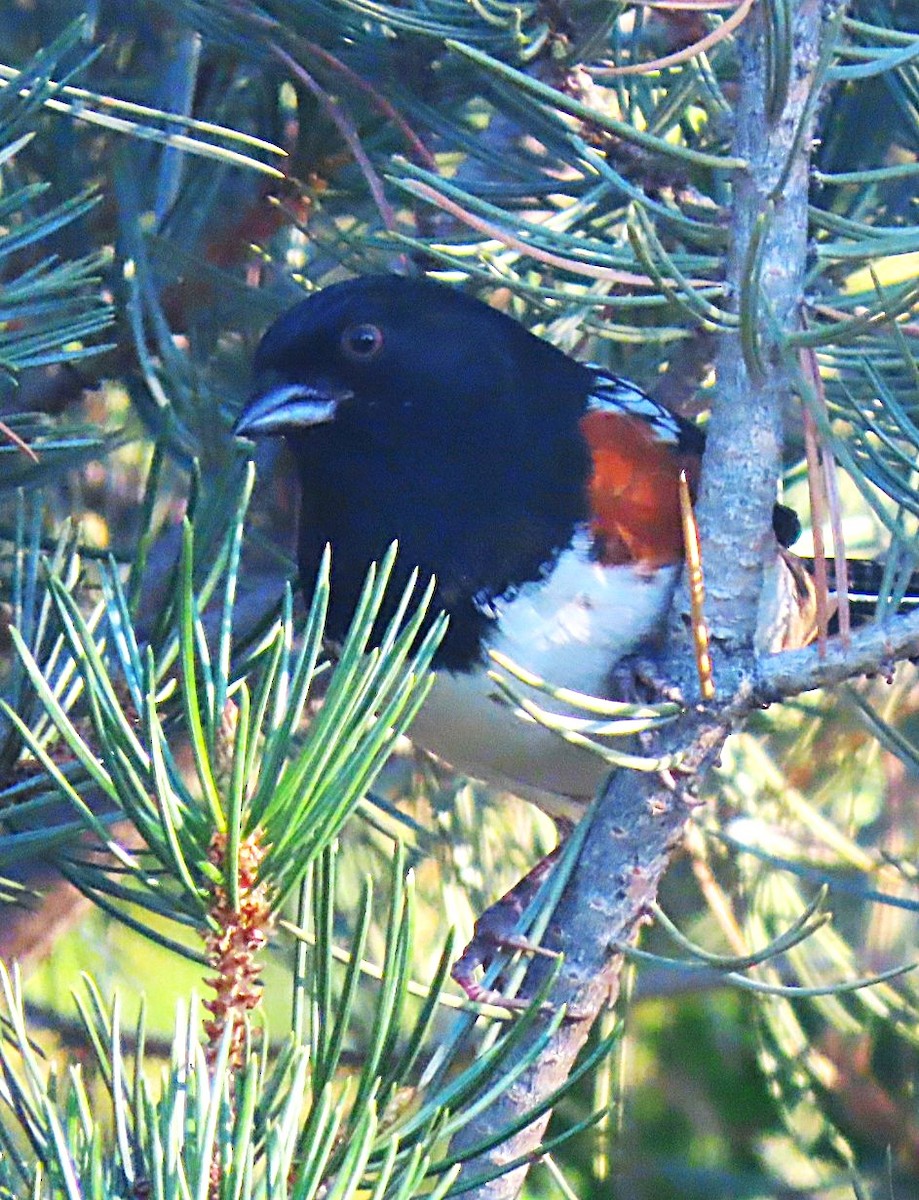 Spotted Towhee - ML642118921