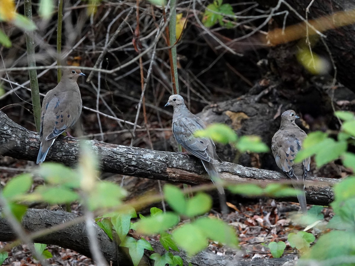 Mourning Dove - ML642118934