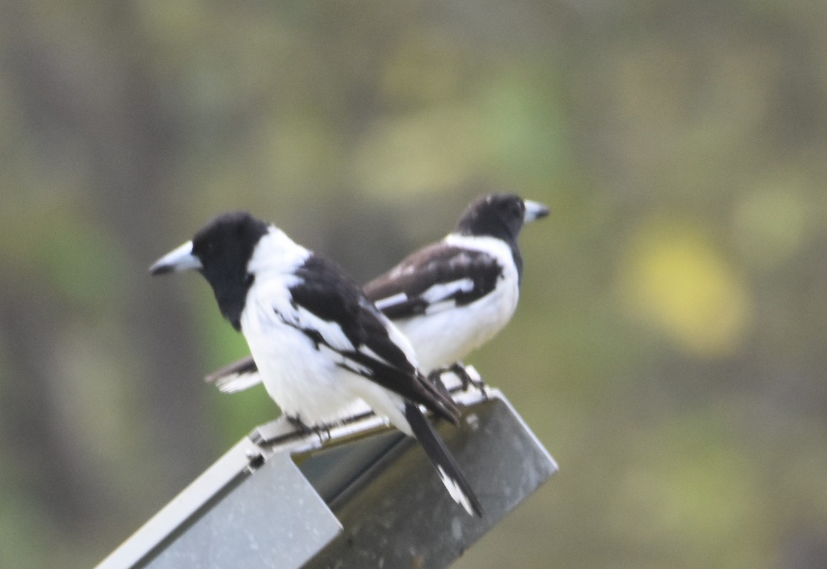 Pied Butcherbird - ML642118935